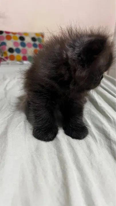 Gata persa  - Foto 2