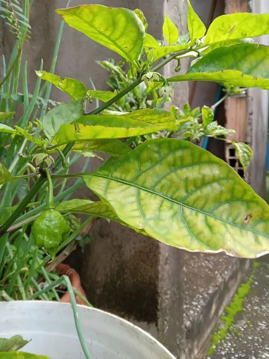 Mudas de Pimenta carolina reaper - Foto 5