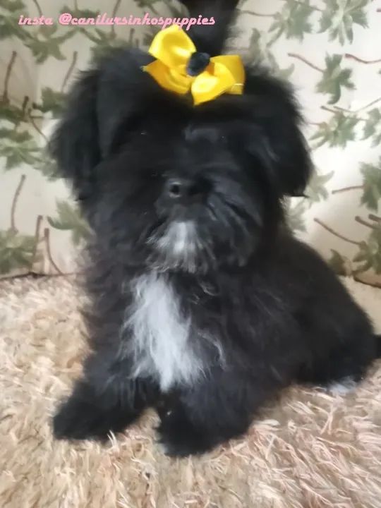 lhasa apso lindos bebes linda filhote pronta entrega 