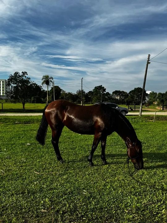 egua crioula  - Foto 2