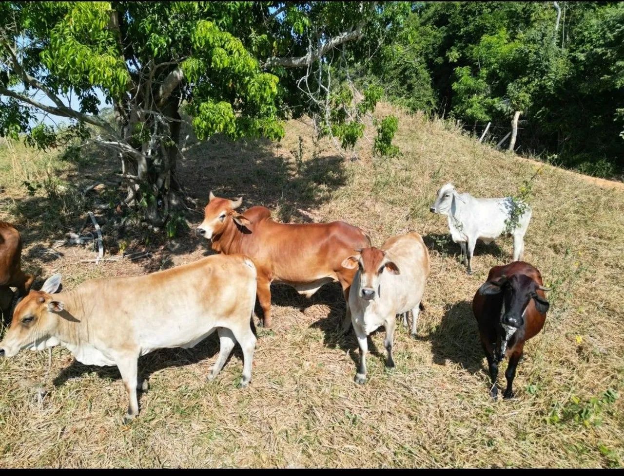 Terreno 6 alqueires e meio 