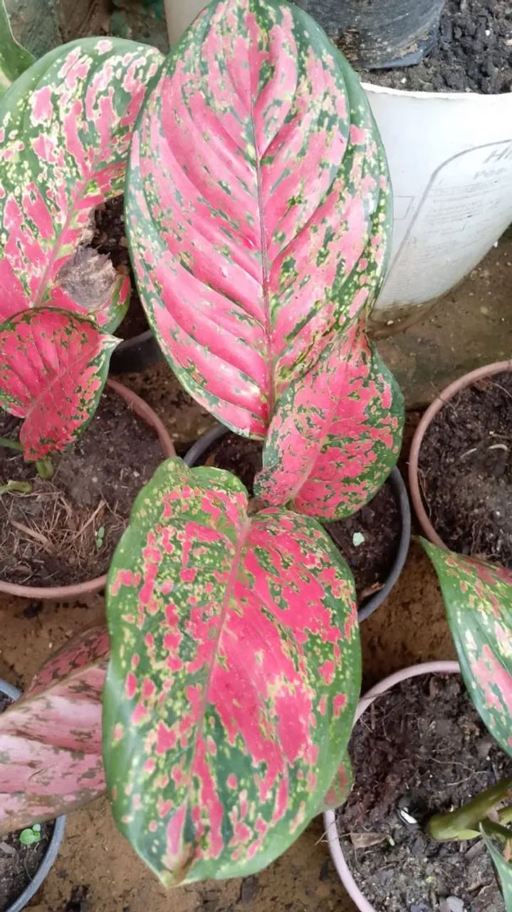 Plantas interna - Foto 3