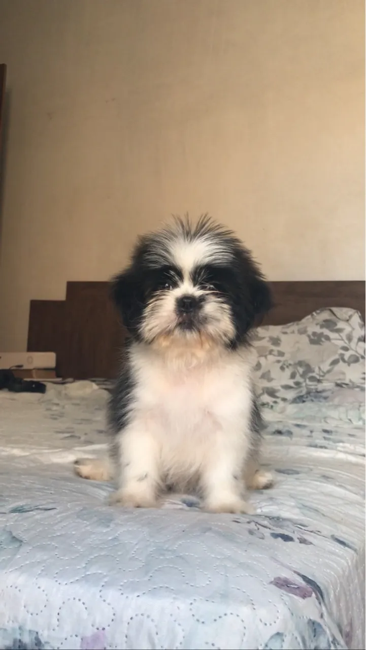 Filhote Shih Tzu para adoção