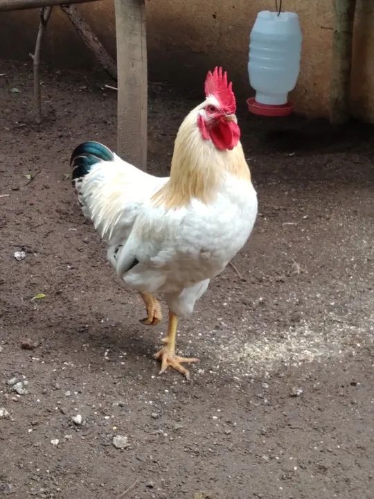 Vendo 02 galos novos