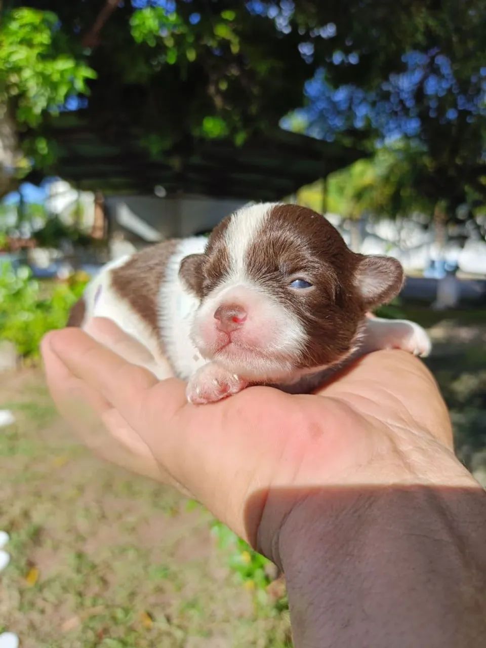Chihuahua 