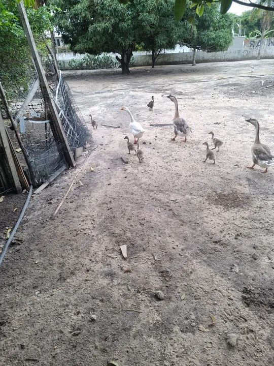 Gansos para criação  - Foto 2