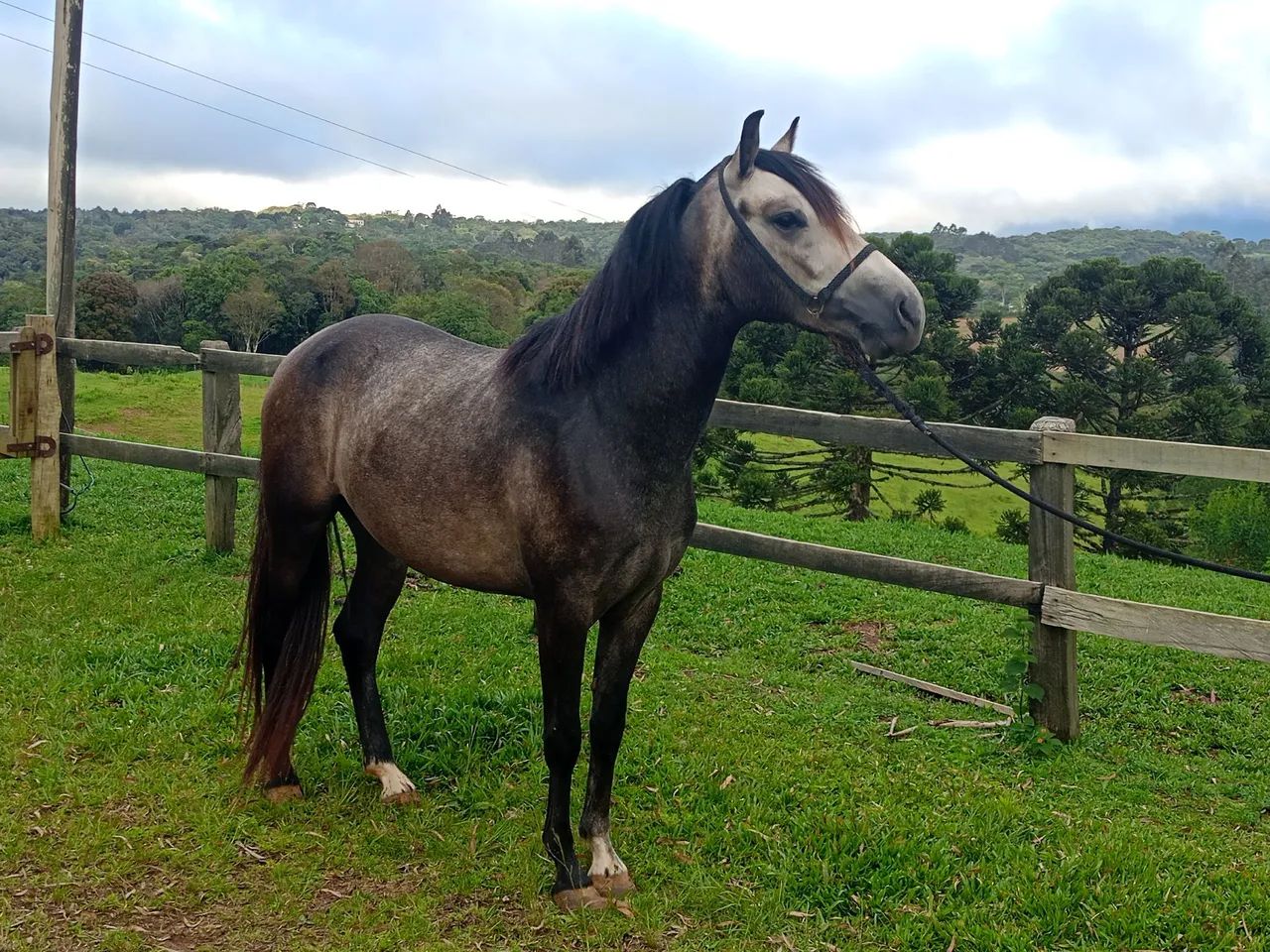 Cavalo Mangalarga Marchador  - Foto 2