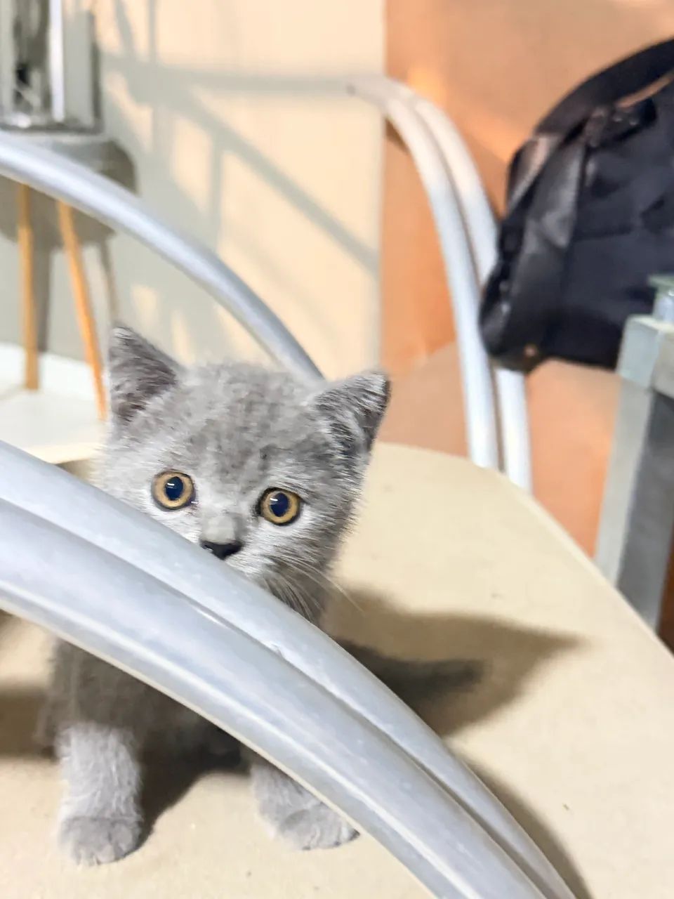 Vendo filhotes de gato British short hair - Foto 6