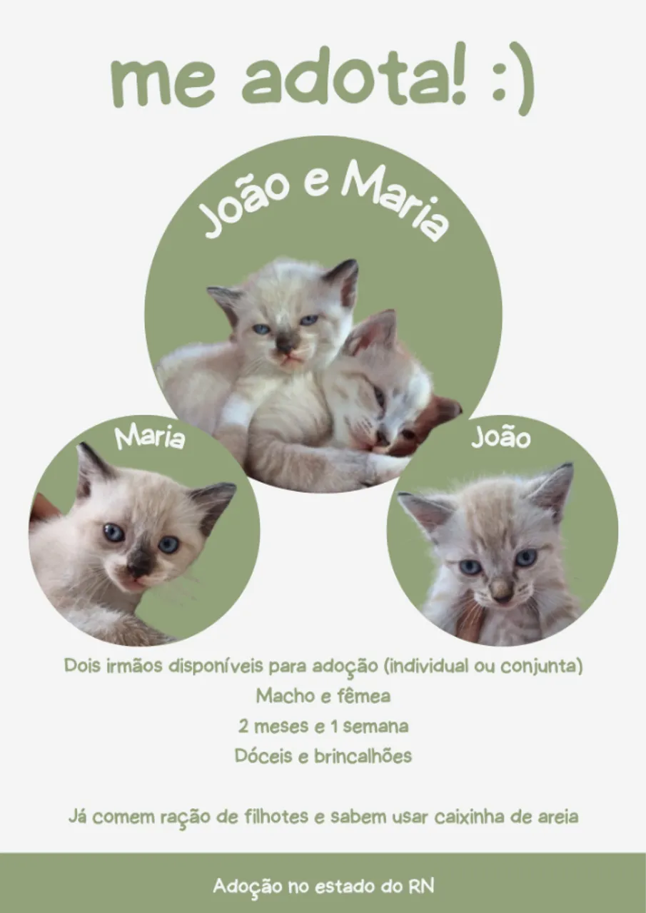 Adoção responsável de filhote de gatos