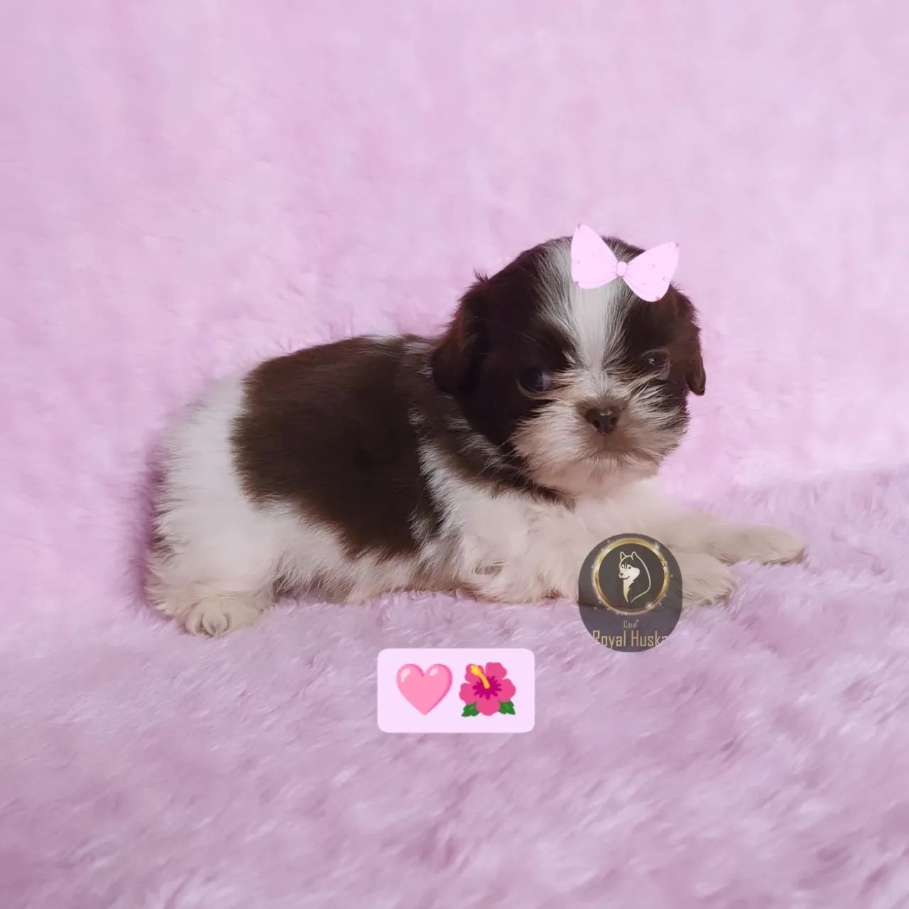 Linda Filhote de Shih Tzu Fêmea
