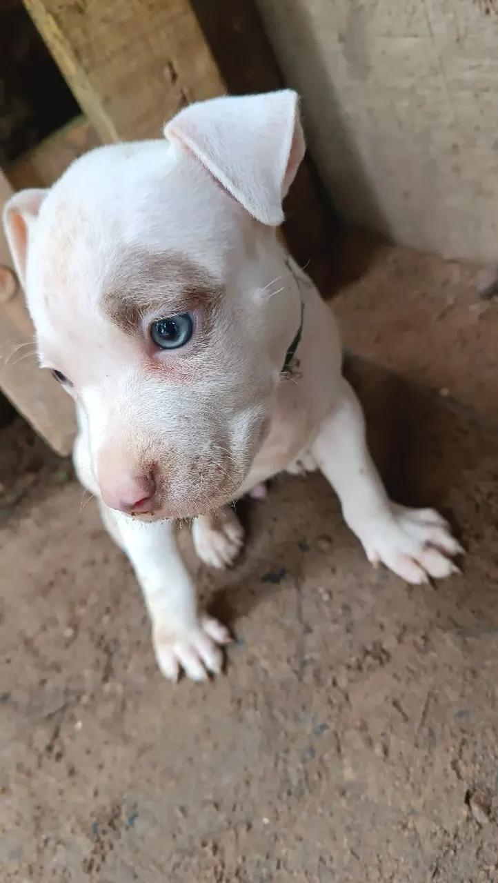 Filhote de Pitbull com olhos azuis