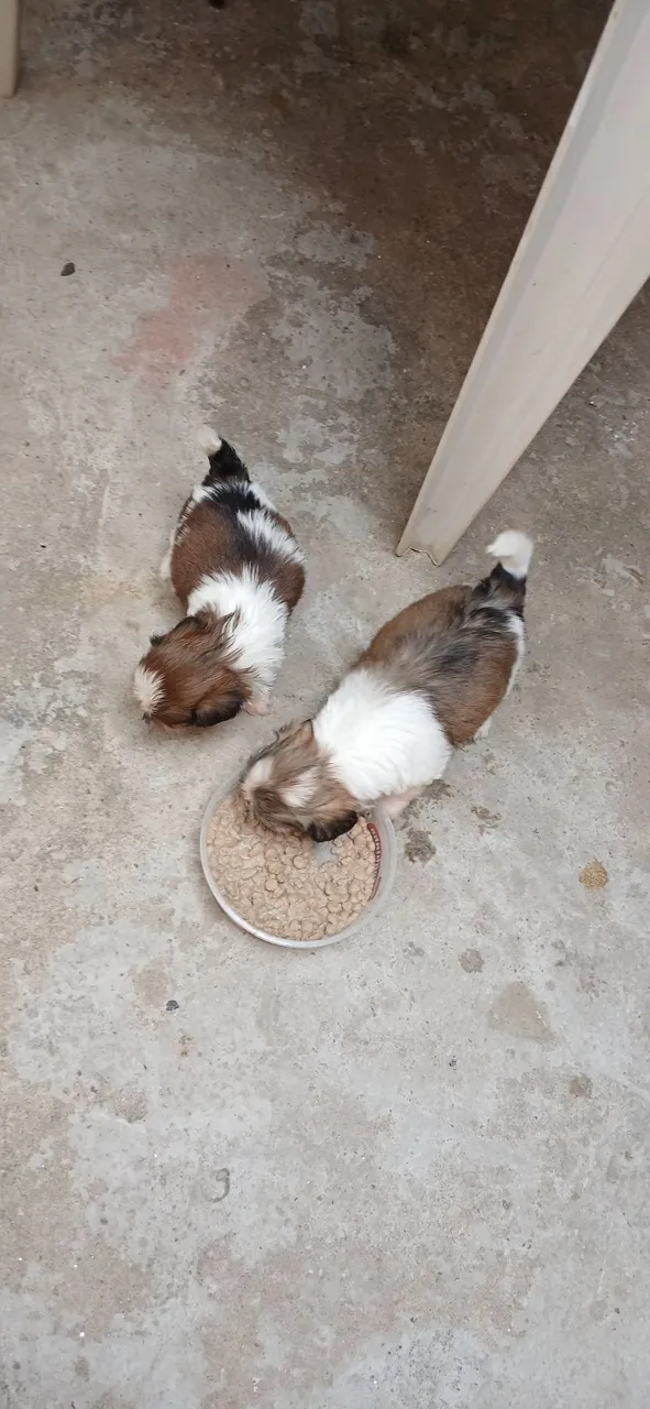Dois filhotes Shih Tzu