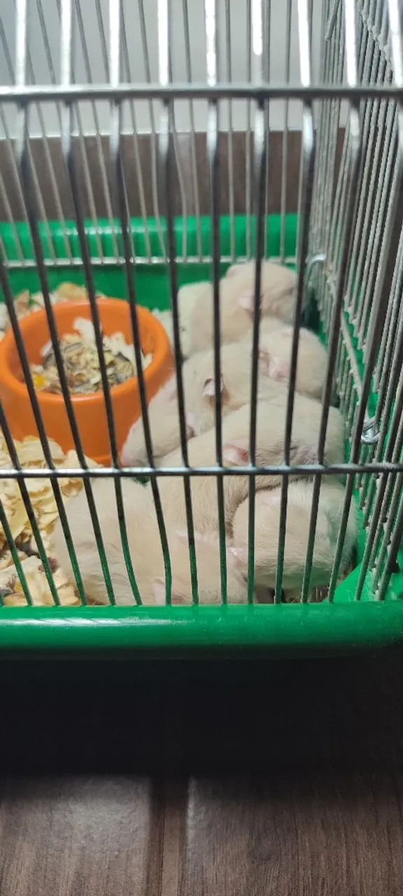 Filhotes de hamster Sírio