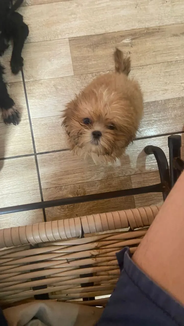 Cachorro Shitzu