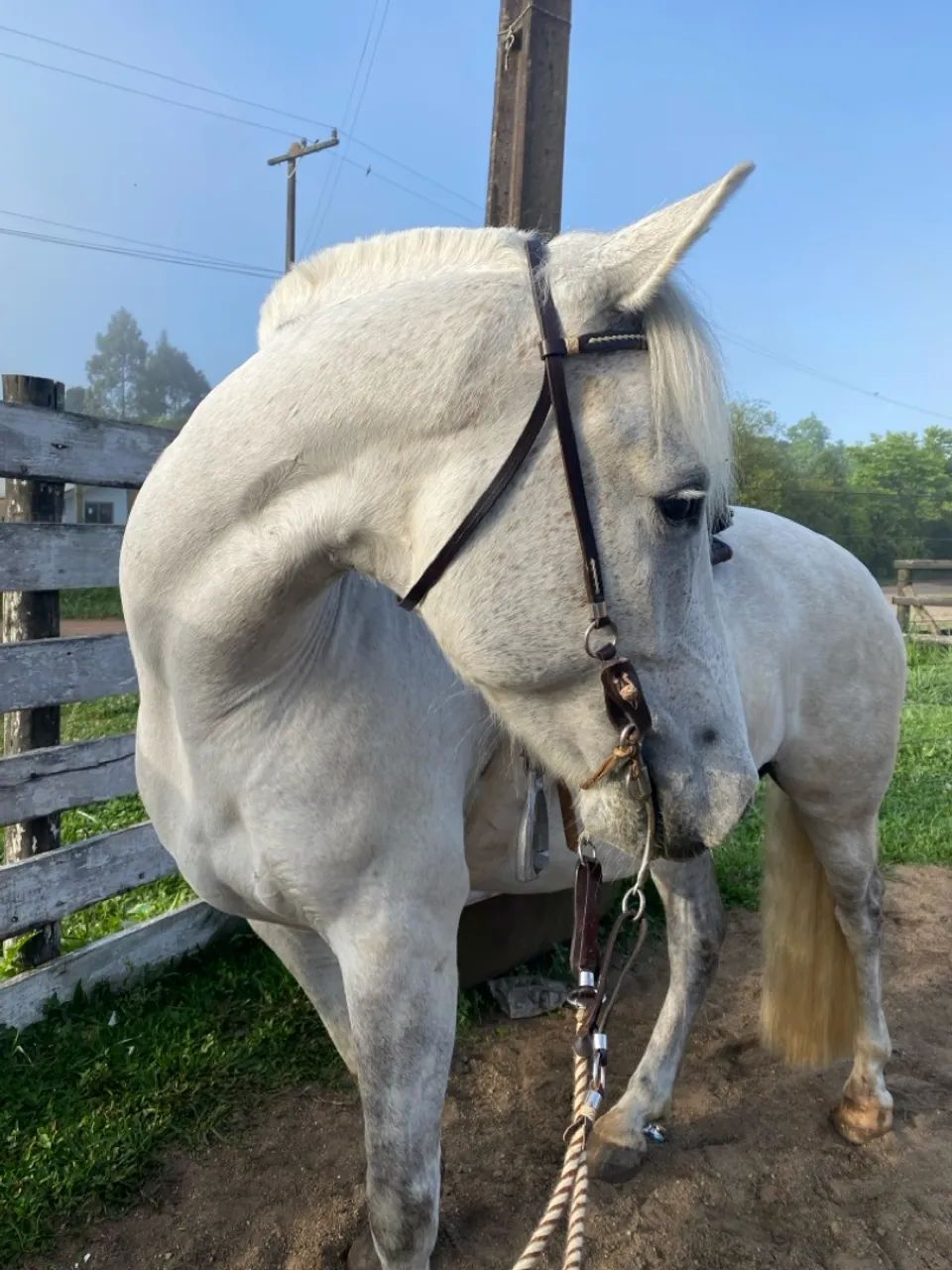 Cavalo com sela à venda - Foto 2