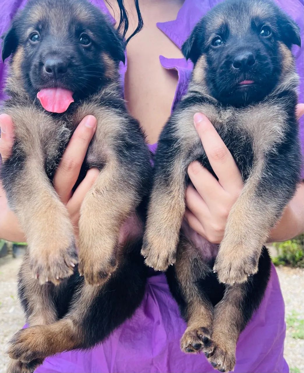 Vendo lindos filhotes de pastor alemão capa preta - Foto 4