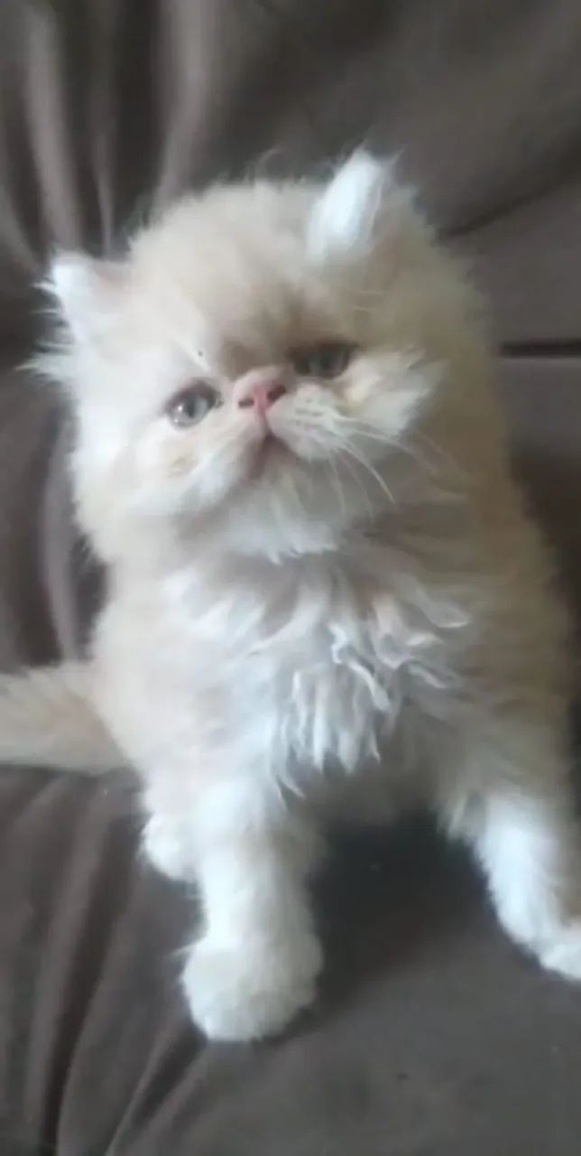 Filhotes de gatos persas puros  - Foto 2