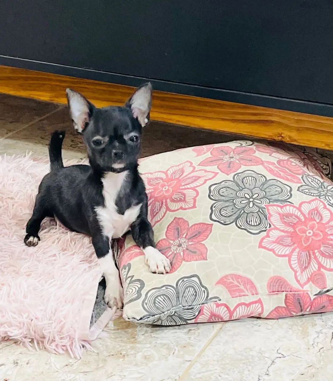 Mini fêmea de chihuahua com pedigree e com as 3dose da vacina  - Foto 2