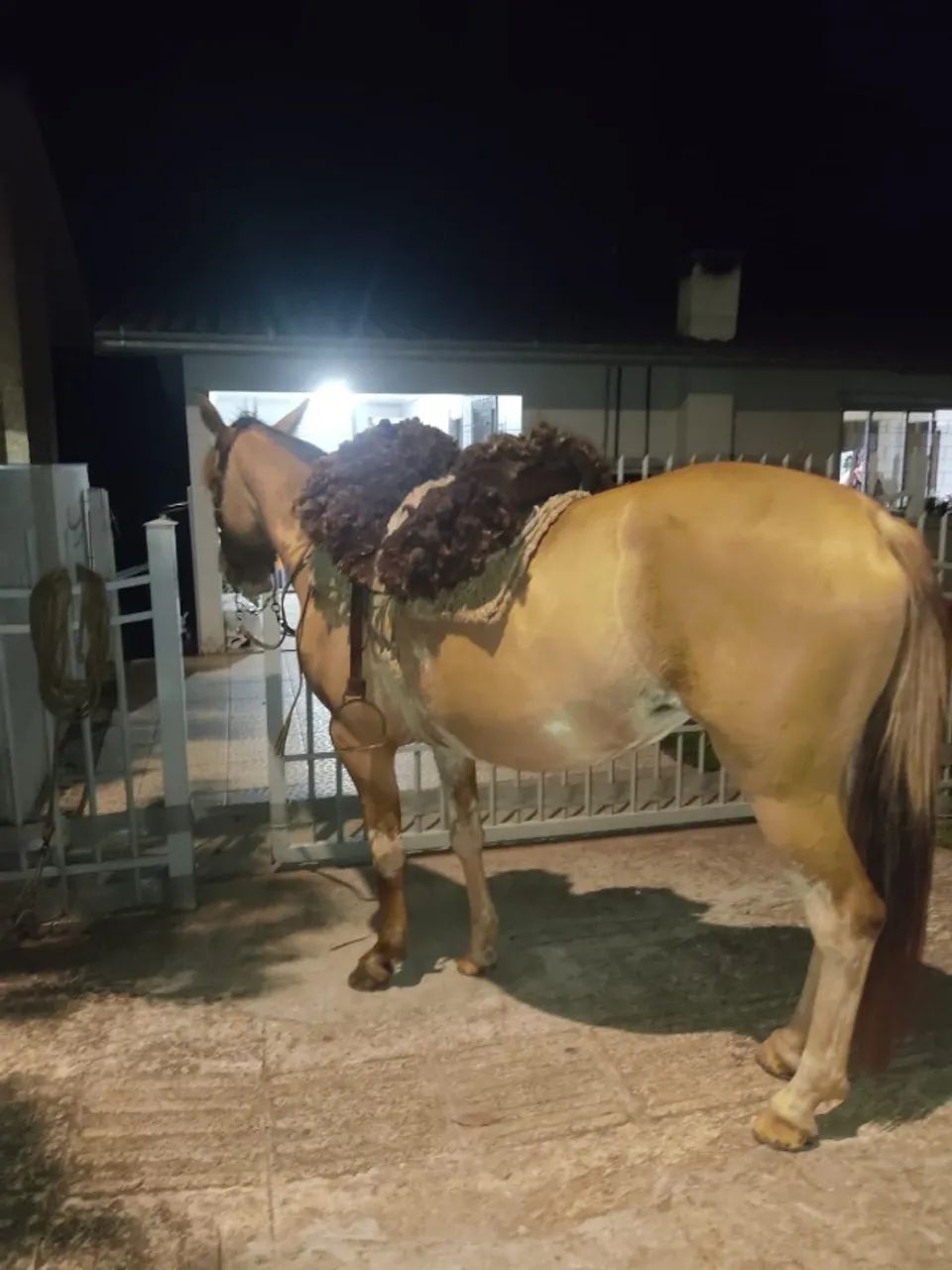 Potra Gateada Bragada Domada - Foto 3