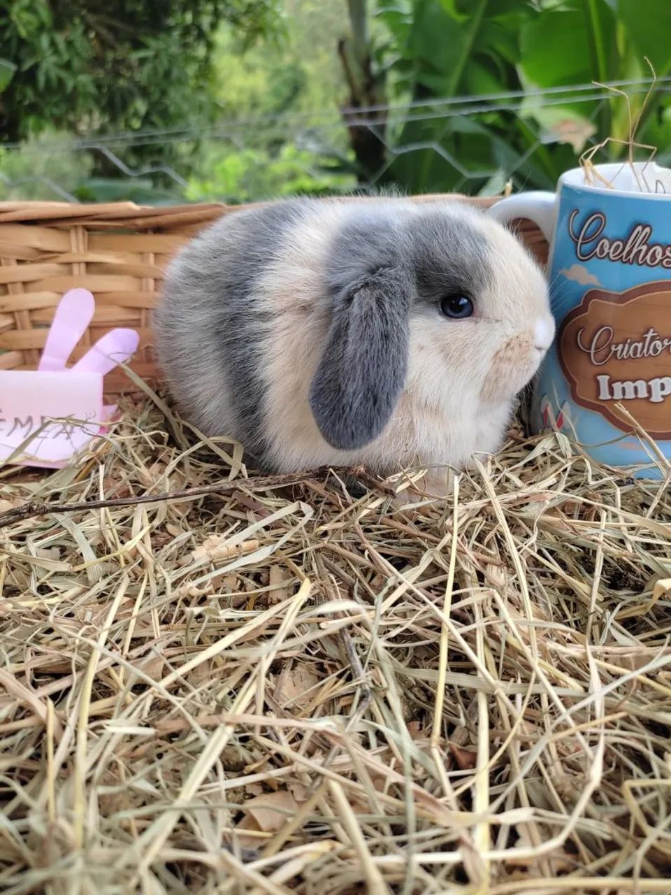 Coelhos PET - do Menor ao Maior do Mundo (Criatório legalizado) - Foto 3