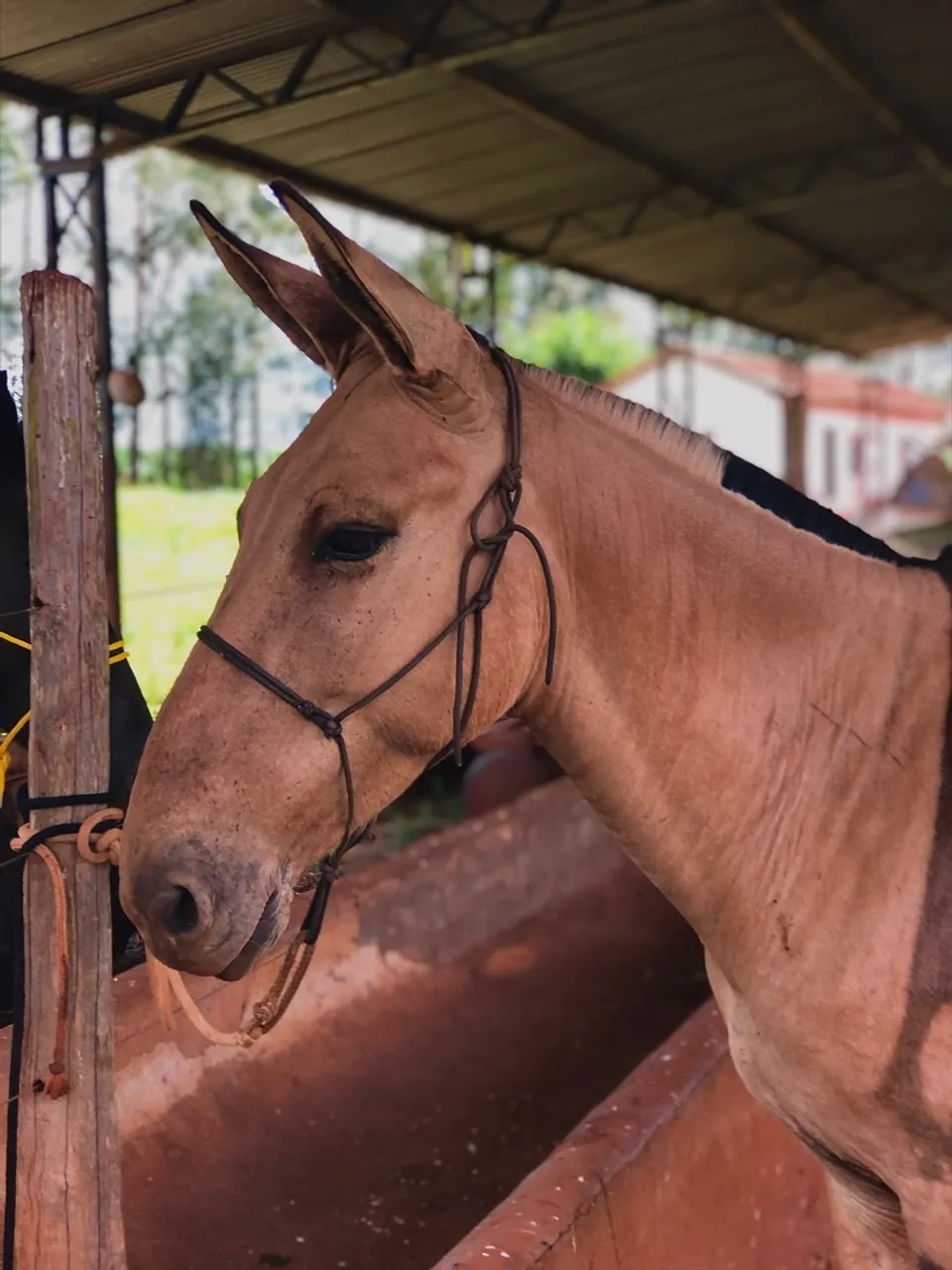 Vendo burro ou troco por égua