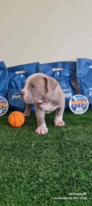 American Bully - filhotes - Foto 5