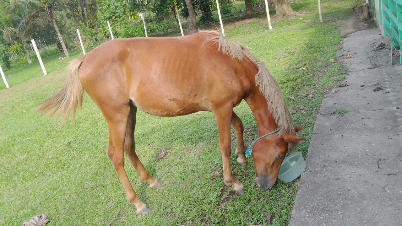 Cavalo castanho para venda - Foto 5