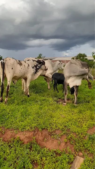 Vendo 3 novilhos  - Foto 4