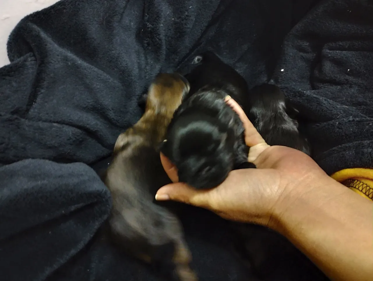 Filhotes de Shih Tzu disponíveis(Canil mundo dos pets)