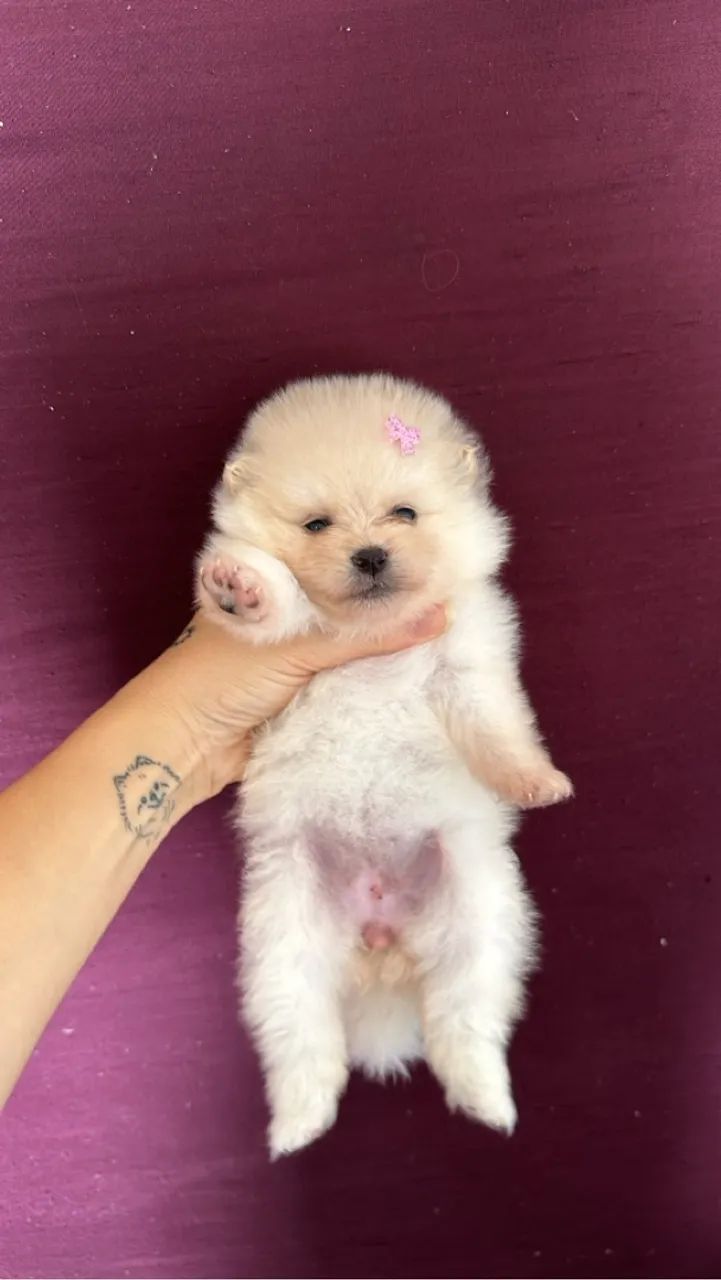 Filhote de Pomeranian - creme  - Foto 2