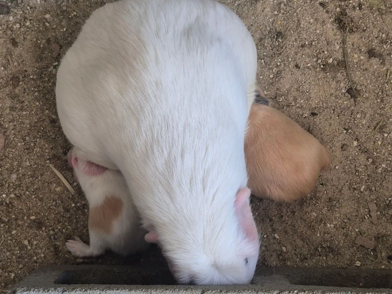Cuy - Porquinho da Índia Gigante 