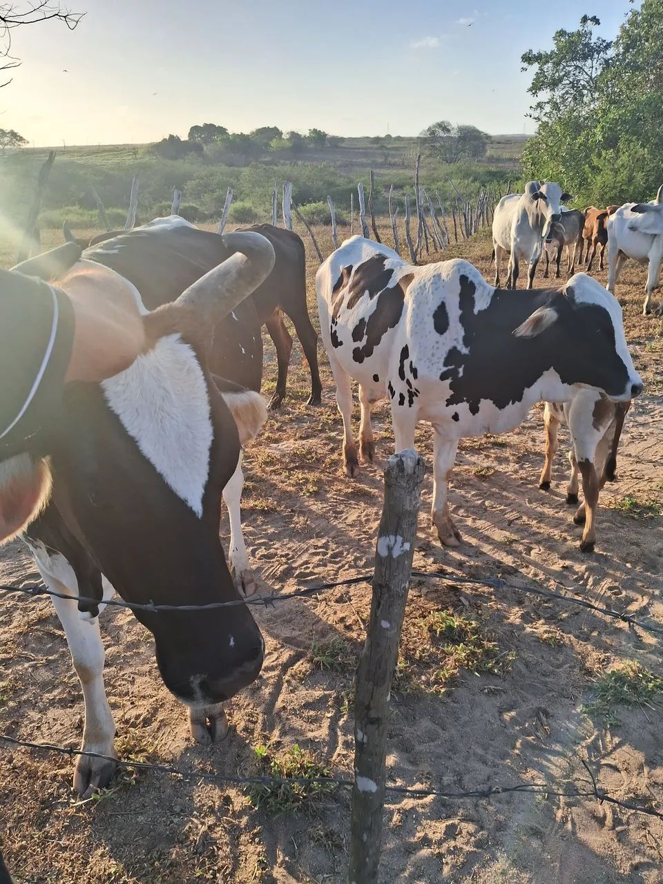 Nelore pintado - Foto 6