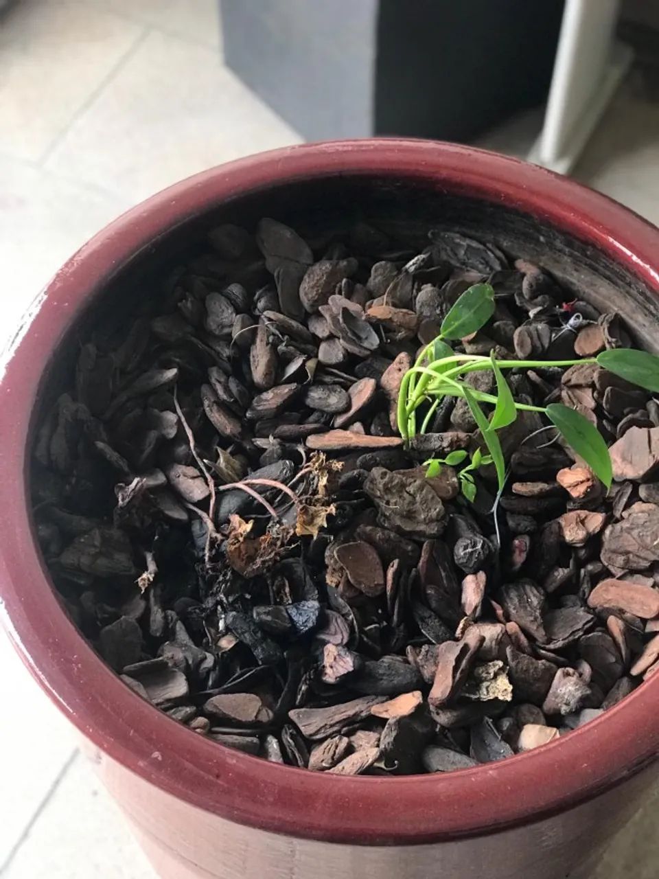 VENDE-SE ESSE LINDO VASO ORNAMENTAL - Foto 3