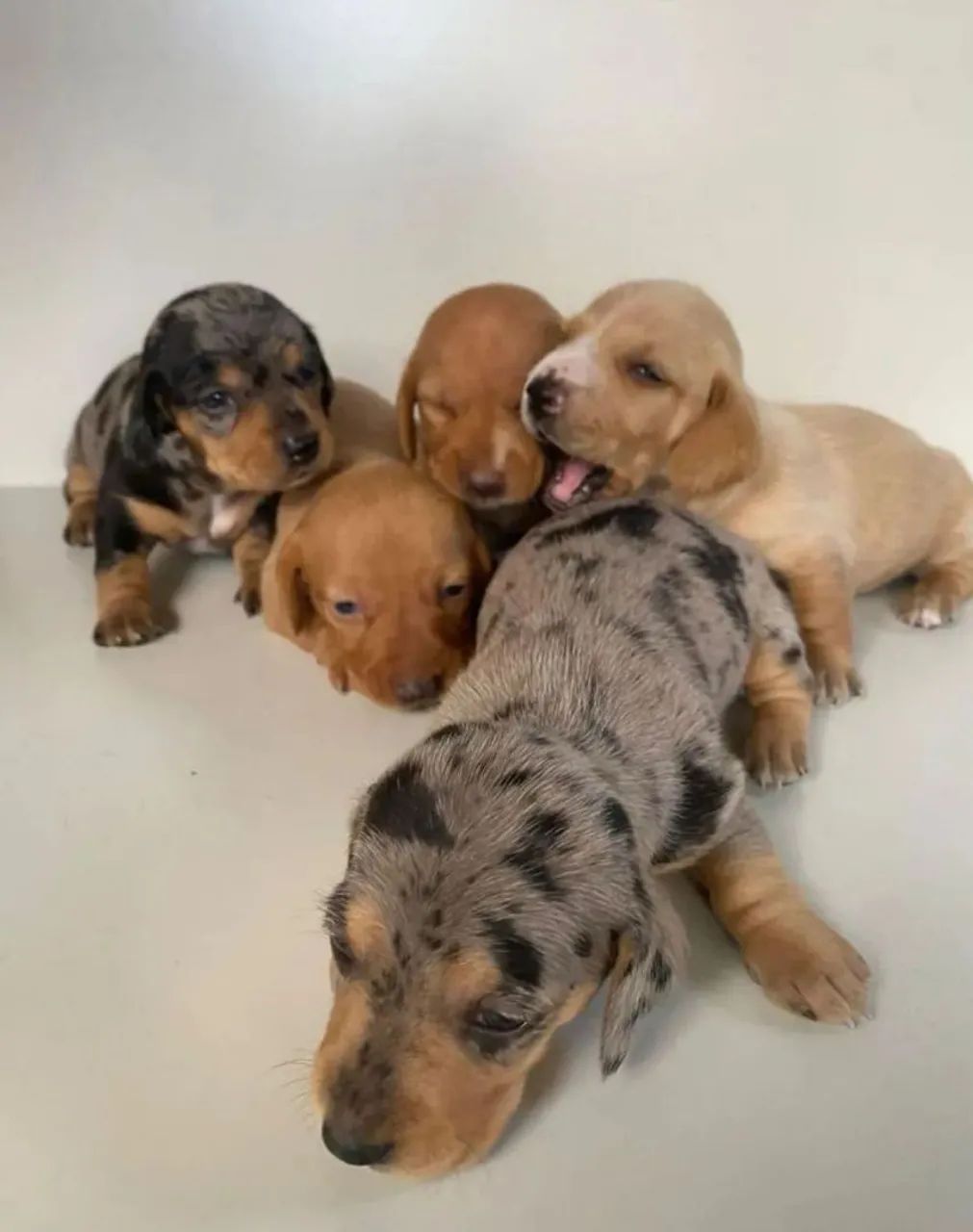 Vendo Filhotes de Dachshund / Salsicha / Cofap / Basset - Foto 6
