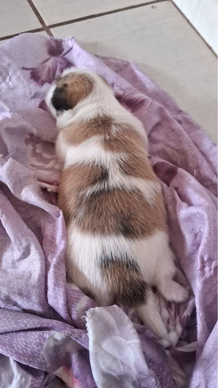 Filhote Shih Tzu para reserva  - Foto 2