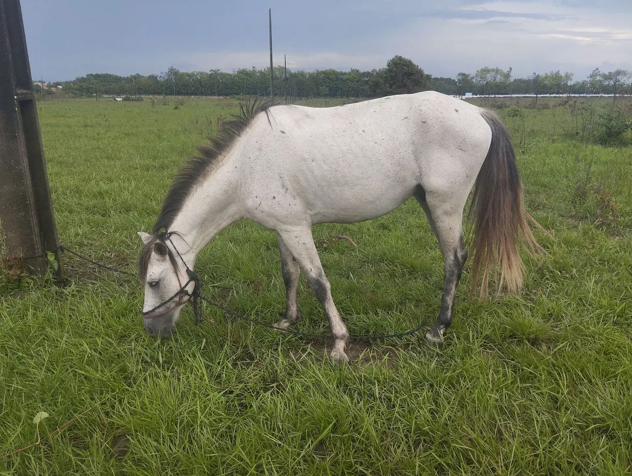 Cavalo branco para venda