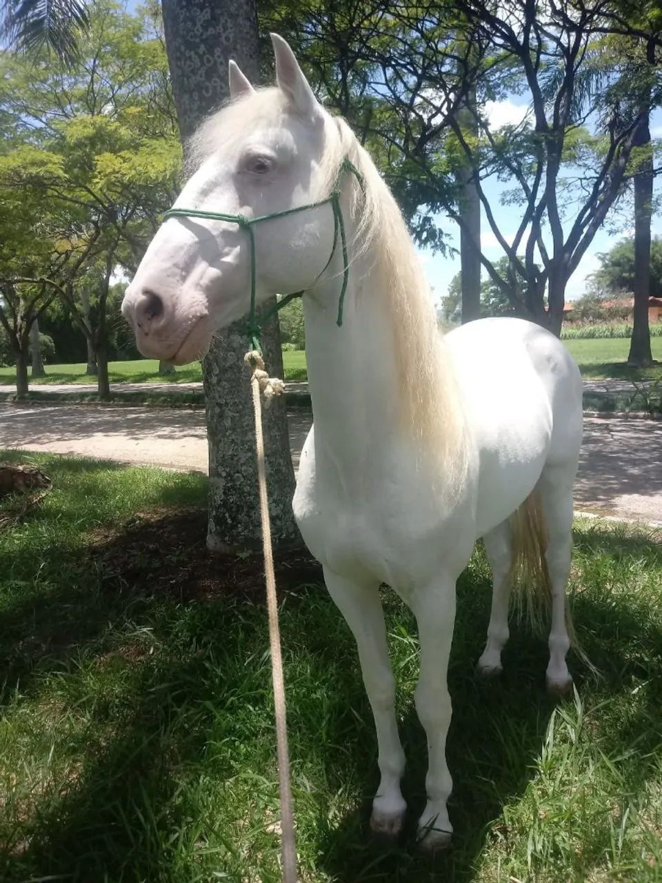 Cavalo lusitano 