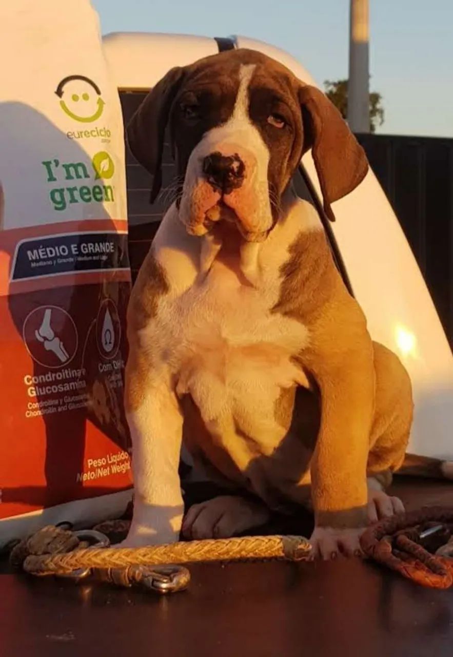 Fila Brasileiro - Filhotes de Alto Nível  - Foto 4