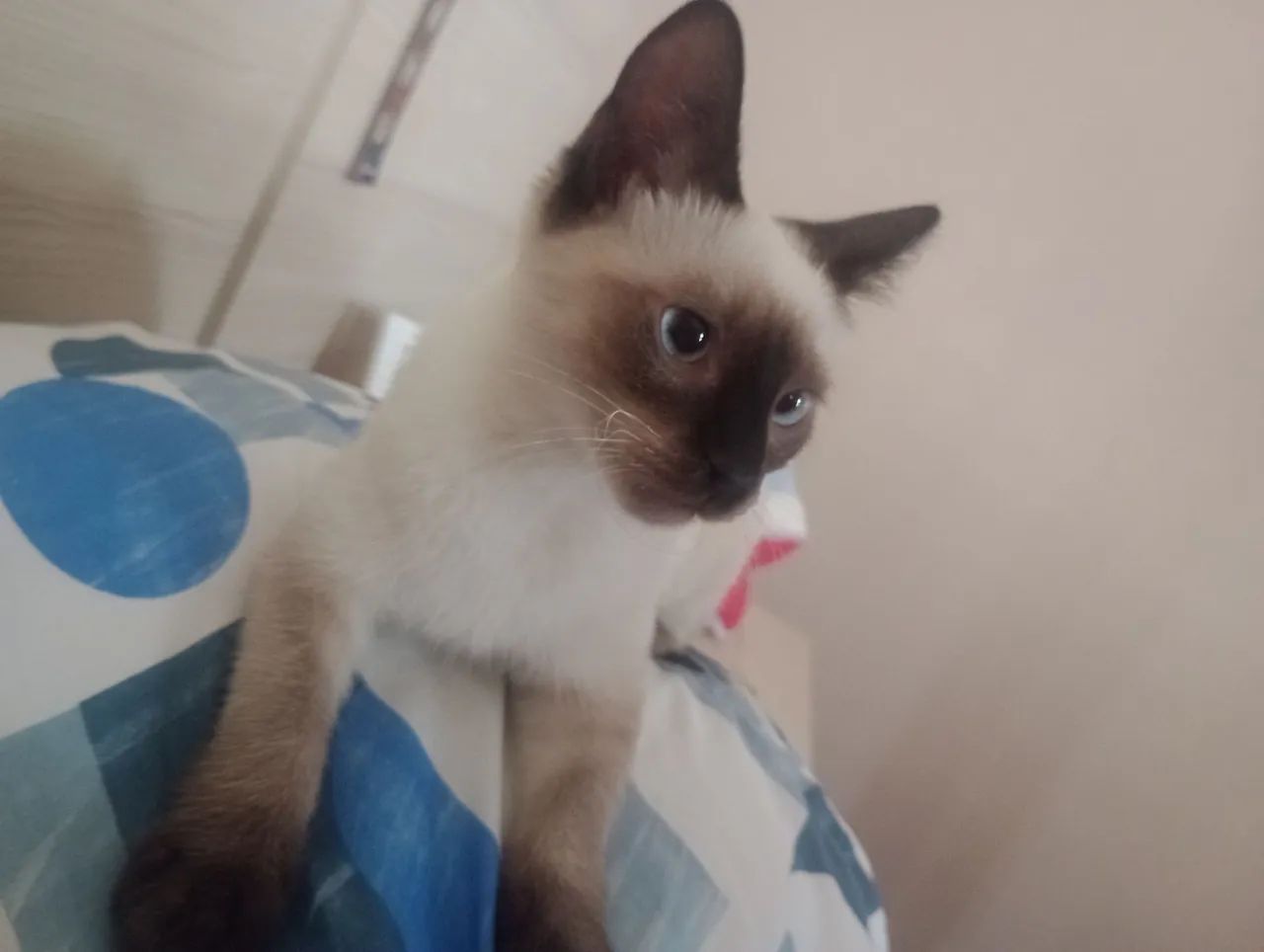 Gatinha Siamês disponível para adoção