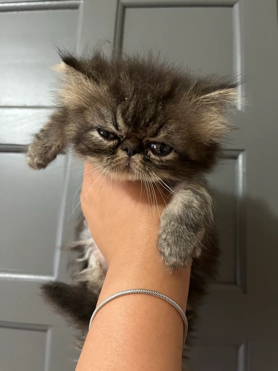 Persa macho  - Foto 3