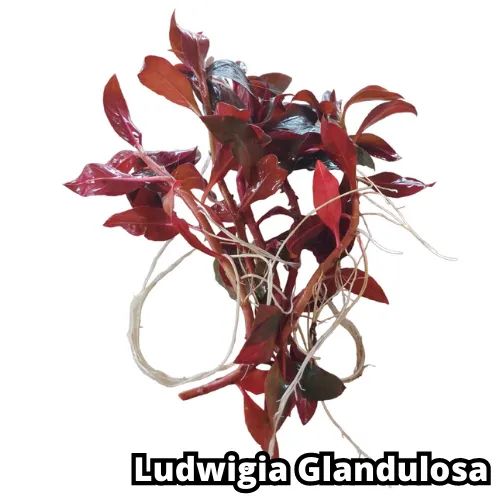 Kit 9 Plantas Naturais Lowtech Aquario 45 Ramos  + Brindes Ludwigia Rotala Bacopa Amania V - Foto 2