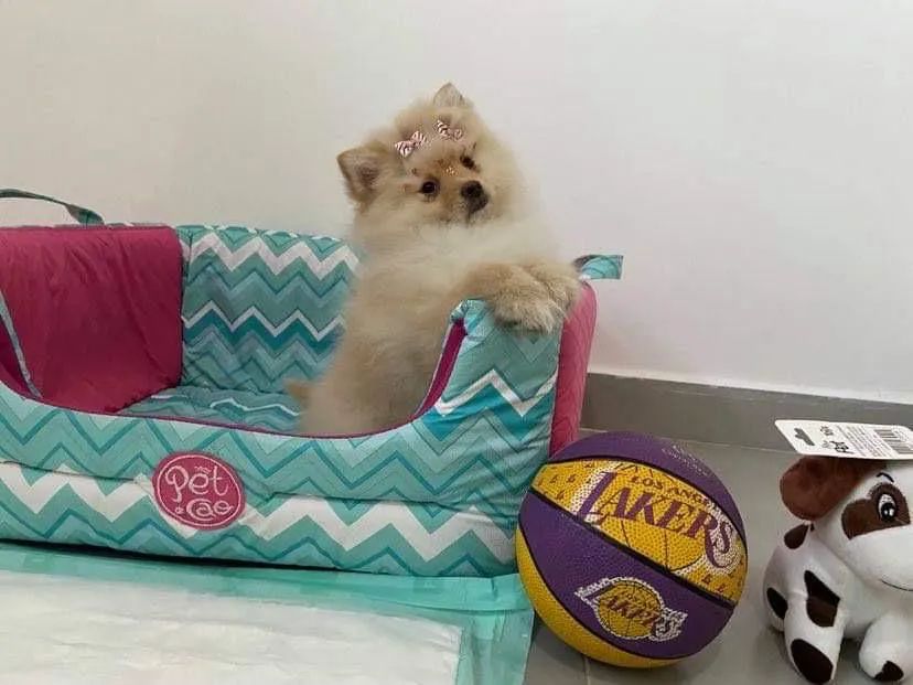 Lulu da Pomerania Anão filhotes com procedência 