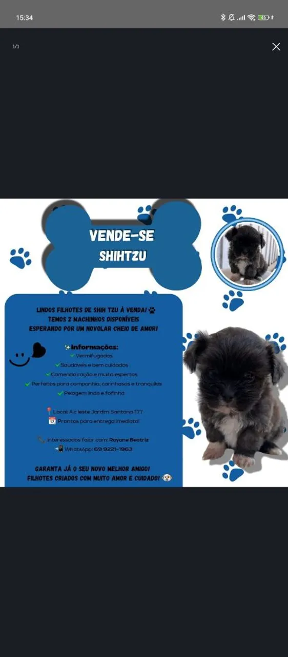 Shih Tzu macho puro a venda