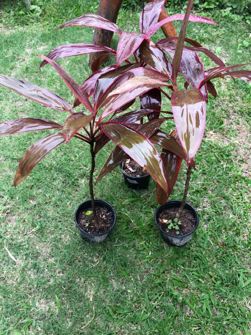 Dracena rubra