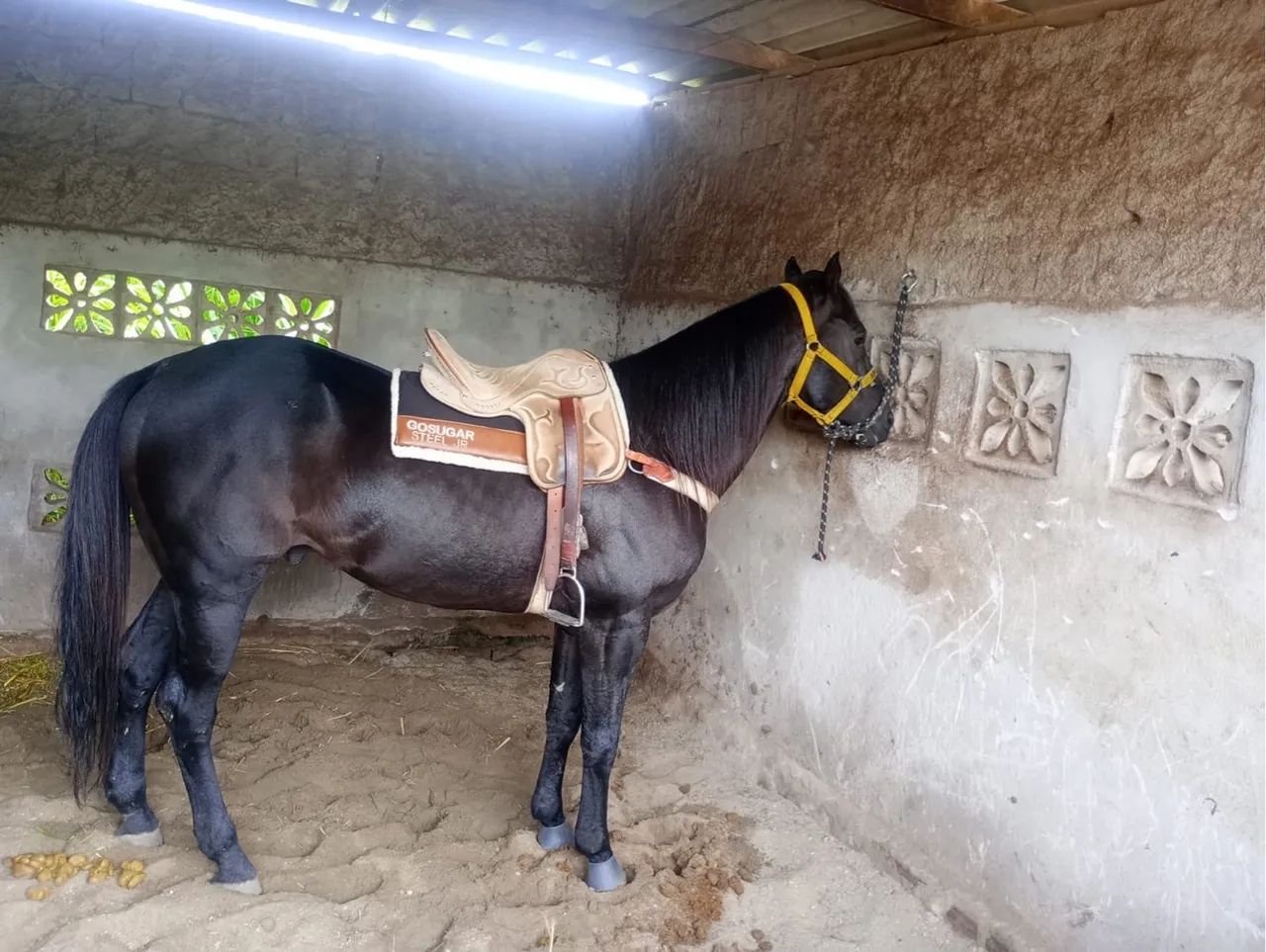 CAVALO DE VAQUEJADA - PURO  - Foto 5