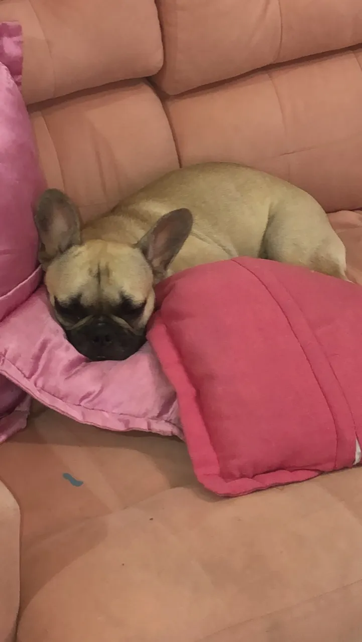 Filhote de Bulldog Francês