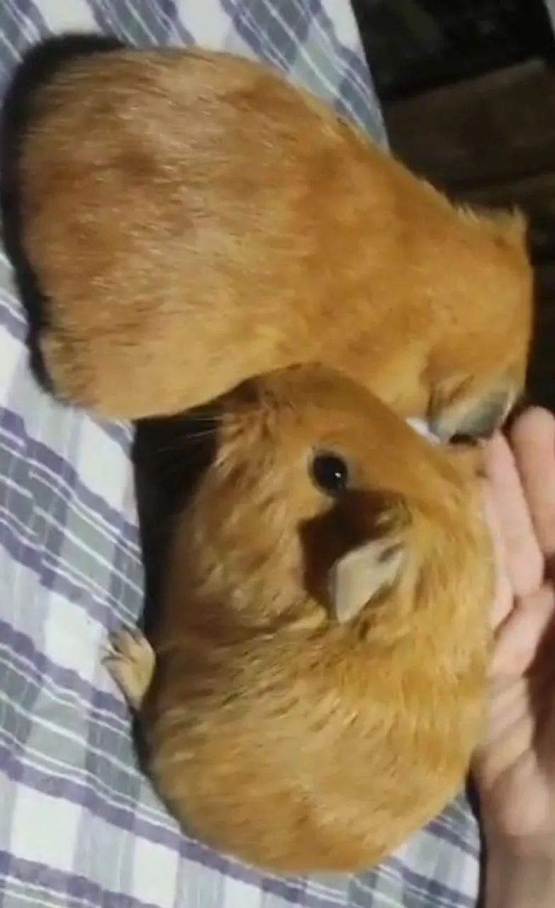 Porquinho da índia Peruano pet - Foto 3