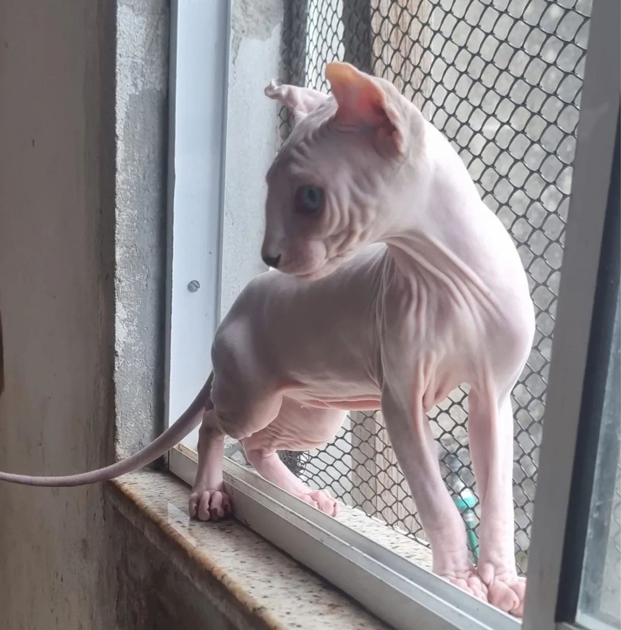 Lindo gato Sphynx ( Elf ) - Foto 5