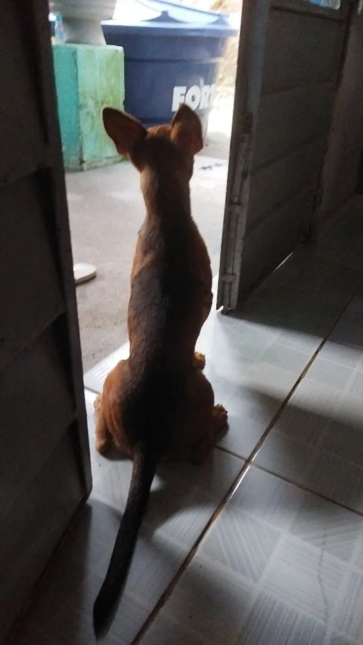 Cachorro de porte pequeno para adoção