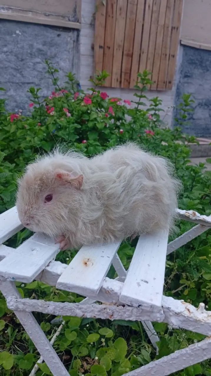 Porquinho da índia  - Foto 6